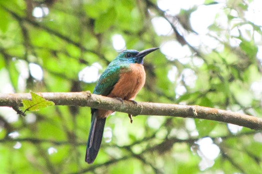 Great Jacamar at Reserva Tesoro Escondido